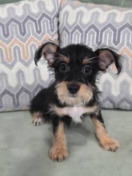 James -  Chihuahua Dog for Adoption in Las Vegas, Nevada - James | PetCurious