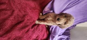 Rescue Goldendoodle Dogs for Adoption in Torrance, California - Mikey | PetCurious