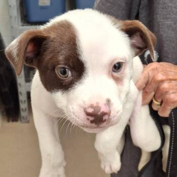 Gordon -  American Staffordshire Terrier and Mixed Breed Dog for Adoption in Zanesville, Ohio - Gordon | PetCurious