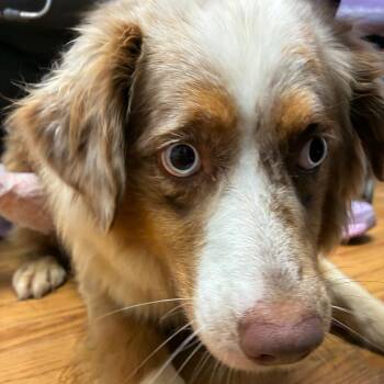 Snip -  Australian Shepherd Dog for Adoption in Northbrook, Illinois - Snip | PetCurious