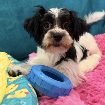 Slide (Biewer Terrier) -  Yorkshire Terrier Dog for Adoption in Blanch, North Carolina - Slide (Biewer Terrier) | PetCurious