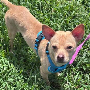 Dodger -  Chihuahua Dog for Adoption in York, Pennsylvania - Dodger | PetCurious
