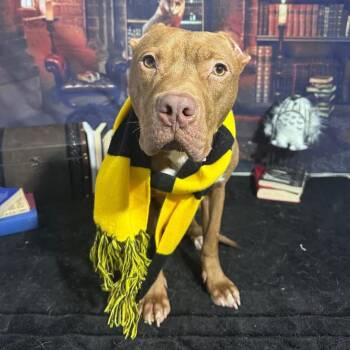 Harvey Dent -  Pit Bull Terrier and Mixed Breed Dog for Adoption in Abbotsford, British Columbia - Harvey Dent | PetCurious