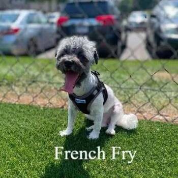 French Fry -  Havanese and Poodle Dog for Adoption in Dale City, Virginia - French Fry | PetCurious
