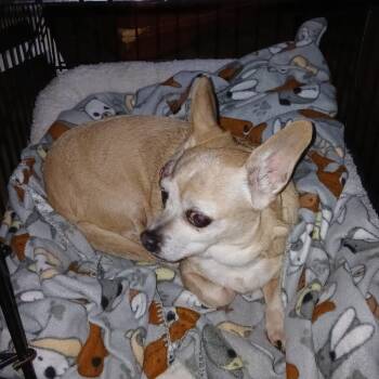 Chihuahua and Mixed Breed Dogs Available for Adoption - Carmela | PetCurious