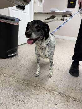 Australian Cattle Dog Blue Heeler Dogs Available for Adoption in Marietta, Georgia - Jack | PetCurious