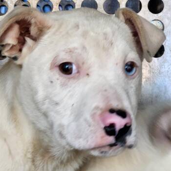 Terrier Dogs Available for Adoption - Buchanan | PetCurious