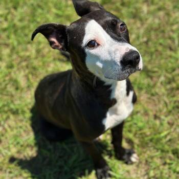 Rescue Pit Bull Terrier Dogs for Adoption in Valdosta, Georgia - Belenciaga | PetCurious