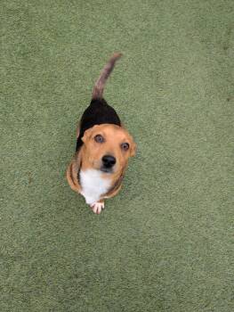 Chihuahua Dogs Available for Adoption - Tony | PetCurious