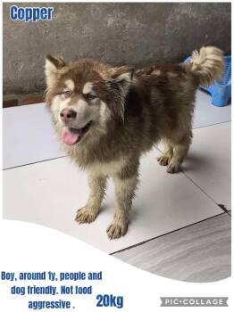 Alaskan Malamute Dogs Available for Adoption in Tucson, Arizona - China Copper | PetCurious