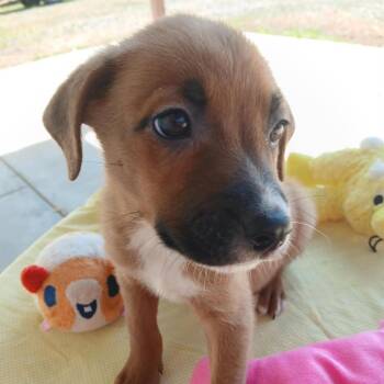 Spooky  Boo -  Chihuahua and Mixed Breed Dog for Adoption in Wadena, Minnesota - Spooky  Boo | PetCurious