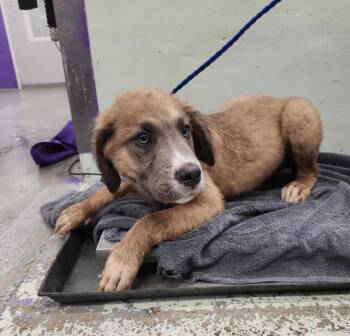 Great Dane and Mixed Breed Dogs Available for Adoption - BOWSER | PetCurious