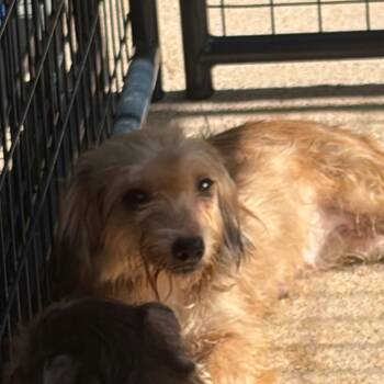 Pixie -  Mixed Breed Dog for Adoption in Lake Jackson, Texas - Pixie | PetCurious