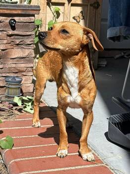 Chihuahua Dogs Available for Adoption in Orange, California - Yankee | PetCurious