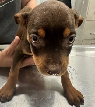 Mixed Breed Dogs Available for Adoption in Hillsdale, Indiana - Piglet | PetCurious