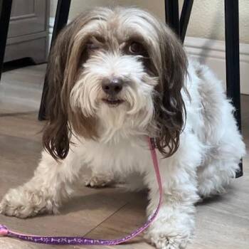 Rosie -  Pomeranian and Poodle Dog for Adoption in Lake Panasoffkee, Florida - Rosie | PetCurious