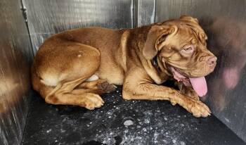MAXIMILLIAN -  Mastiff Dog for Adoption in San Antonio, Texas - MAXIMILLIAN | PetCurious