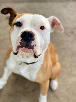 Winnie -  American Bulldog and Mixed Breed Dog for Adoption in Urbandale, Iowa - Winnie | PetCurious