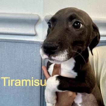 Terrier Dogs Available for Adoption in Hilton Head Island, South Carolina - Tiramisu | PetCurious