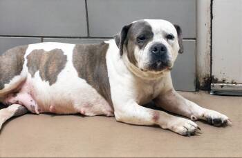 Junebug -  Mixed Breed Dog Available for Adoption in Nashville, Tennessee - Junebug | PetCurious