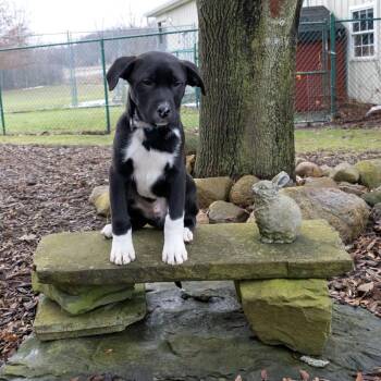 Labrador Retriever Dogs Available for Adoption - Jake Peralta | PetCurious
