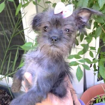Nadia -  Shih Tzu and Terrier Dog for Adoption in Conroe, Texas - Nadia | PetCurious