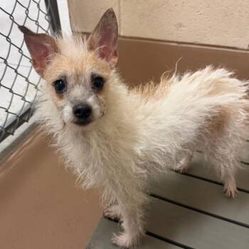 Pint -  Terrier and Mixed Breed Dog for Adoption in Reno, Nevada - Pint | PetCurious