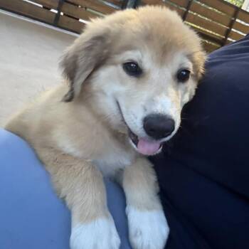 Marigold -  Golden Retriever and Mixed Breed Dog for Adoption in Baton Rouge, Louisiana - Marigold | PetCurious