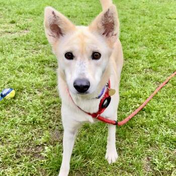 Blondie -  Shepherd and Mixed Breed Dog for Adoption in Metamora, Michigan - Blondie | PetCurious