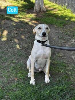 Rescue Mixed Breed Dogs for Adoption in Puyallup, Washington - Colt | PetCurious