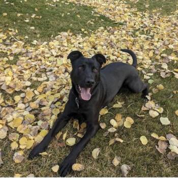 Griff -  German Shepherd Dog and Pit Bull Terrier Dog for Adoption in Incline Village, Nevada - Griff | PetCurious