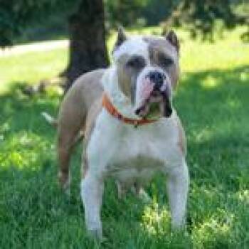 Zira -  American Bully Dog for Adoption in Hilliard, Ohio - Zira | PetCurious