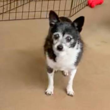 Adele (was Poppy) -  Chihuahua Dog for Adoption in Pacific Grove, California - Adele (was Poppy) | PetCurious