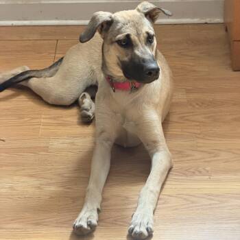 Asher Lee -  Labrador Retriever Dog for Adoption in Houston, Texas - Asher Lee | PetCurious
