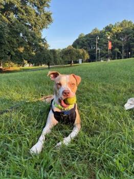 Bando -  Pit Bull Terrier and Mixed Breed Dog for Adoption in Atlanta, Georgia - Bando | PetCurious