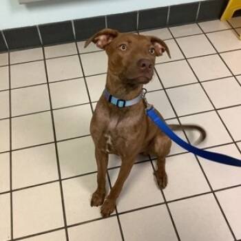 Rescue Mixed Breed Dogs for Adoption in Clearwater, Florida - Buster | PetCurious