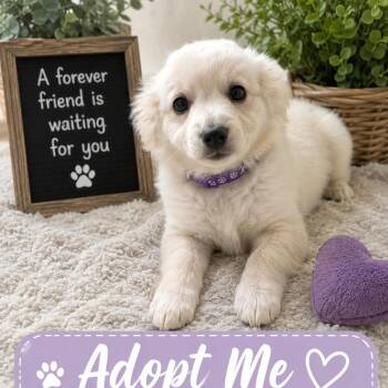 Koda -  Terrier and Chihuahua Dog for Adoption in Seal Beach, California - Koda | PetCurious