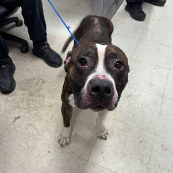 Rescue Pit Bull Terrier and Mixed Breed Dogs for Adoption in Saint Joseph, Missouri - Amira | PetCurious