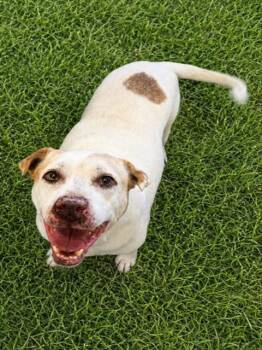 BONNIE -  Pit Bull Terrier Dog for Adoption in Wylie, Texas - BONNIE | PetCurious