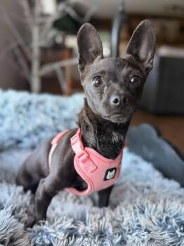 Persephone -  Chihuahua Dog for Adoption in North Freedom, Wisconsin - Persephone | PetCurious