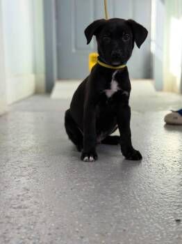 Jack Skellington -  Mixed Breed Dog for Adoption in Kingsland, Georgia - Jack Skellington | PetCurious