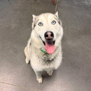 Husky Dogs Available for Adoption in Idaho Falls, Idaho - Nuka | PetCurious