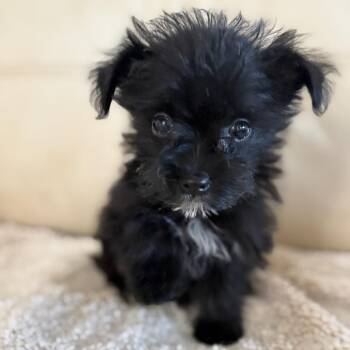 Yorkshire Terrier and Poodle Dogs Available for Adoption in Riverside, California - James Oliver | PetCurious