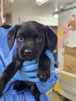 Terrier and Mixed Breed Dogs Available for Adoption - Darner | PetCurious