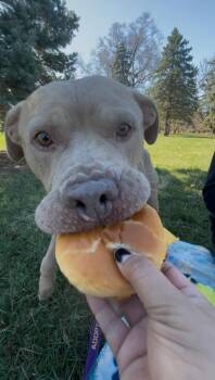 Flapjack -  Pit Bull Terrier and Mixed Breed Dog for Adoption in Kansas City, Missouri - Flapjack | PetCurious