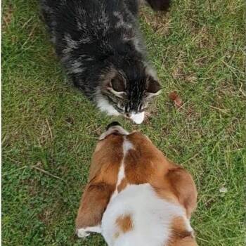 Hound Dogs Available for Adoption in Shelby, North Carolina - Tide | PetCurious
