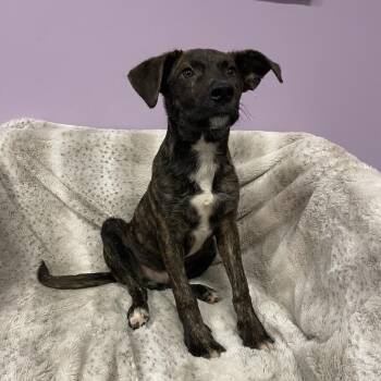 Rock in NH. Come Meet our Adoptable Dogs Wednesday-Saturday. Mor -  Boxer Dog for Adoption in Manchester, New Hampshire - Rock In NH. Come Meet Our Adoptable Dogs Wednesday-Saturday. Mor | PetCurious