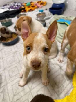 Watson -  Pit Bull Terrier and Cattle Dog Dog for Adoption in Phoenix, Arizona - Watson | PetCurious