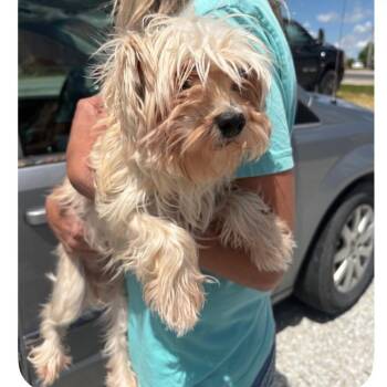 Yorkshire Terrier and Maltese Dogs Available for Adoption in Normal, Illinois - Beverly | PetCurious