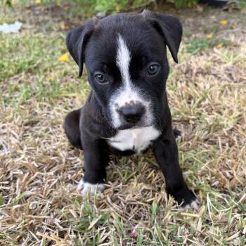 Cortado -  Pit Bull Terrier Dog for Adoption in Harlingen, Texas - Cortado | PetCurious